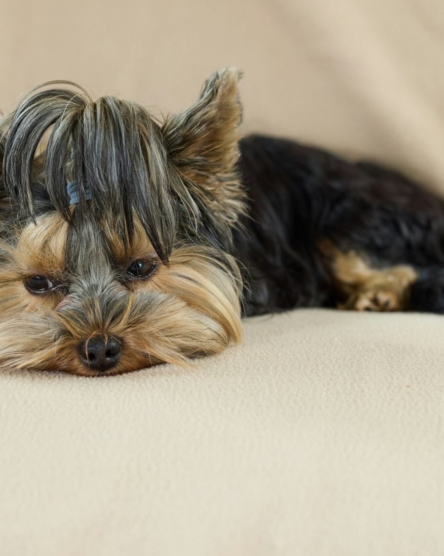 Yorkshire terrier descansando sobre una manta