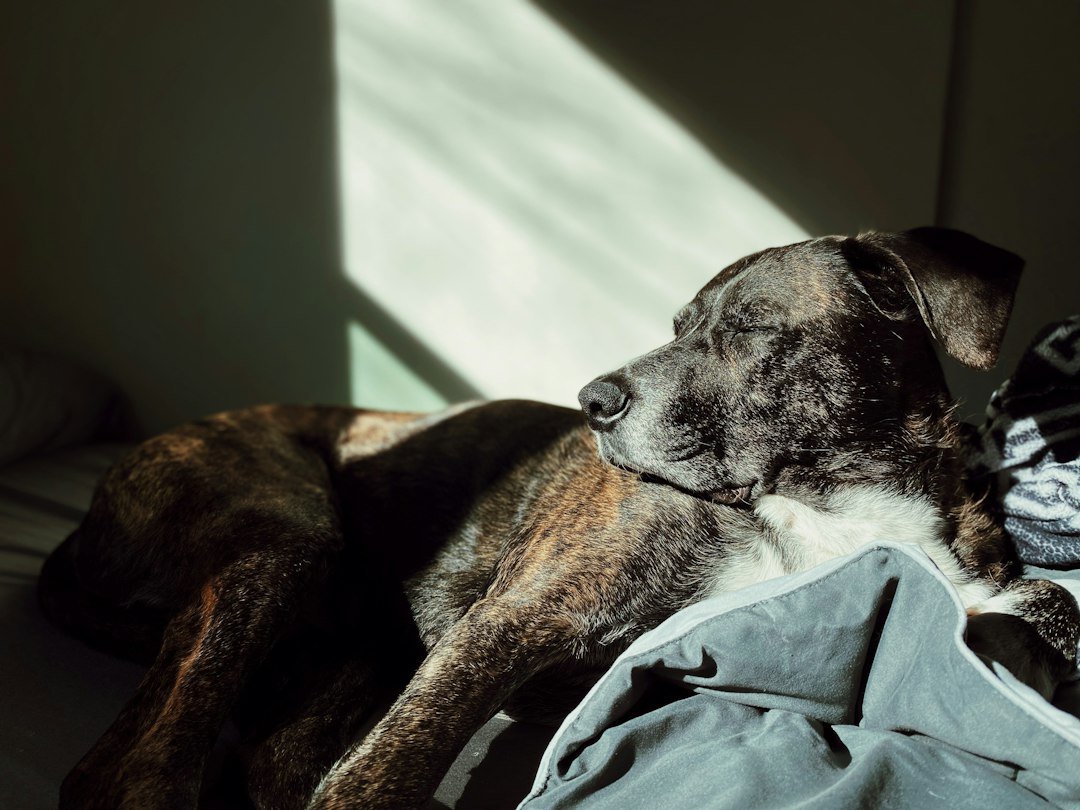 Perro descansando cómodamente sobre una cama acolchada