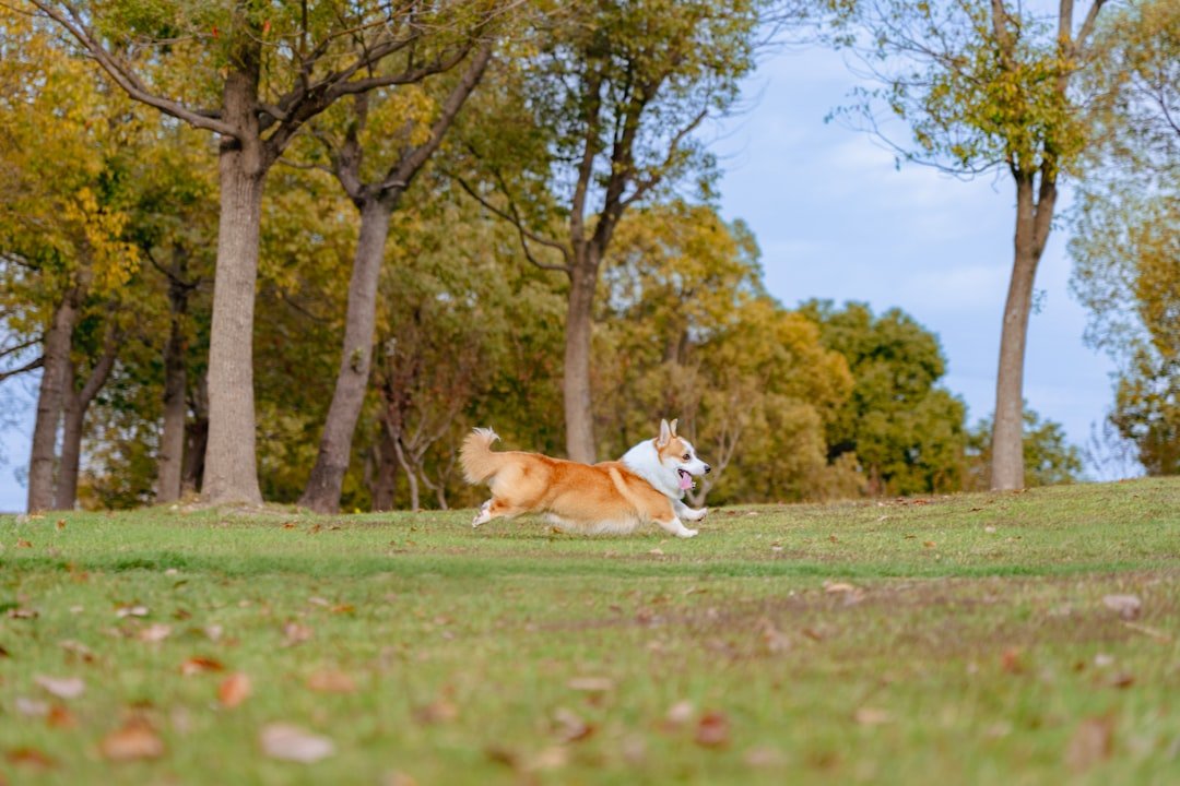 Perro corriendo feliz en un parque, con energía y buena movilidad