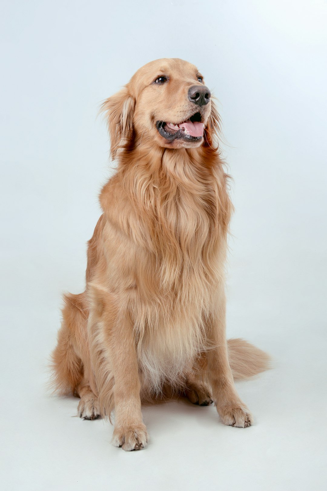 Perro golden retriever sano y feliz mostrando su sonrisa