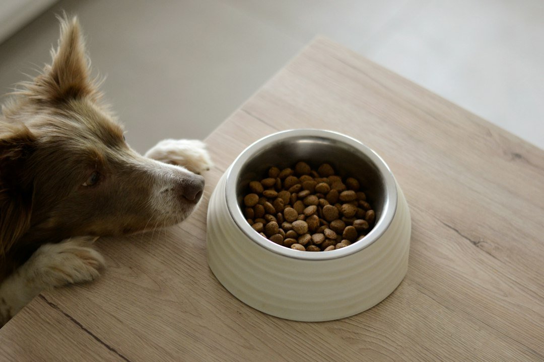 Perro comiendo de su plato en casa
