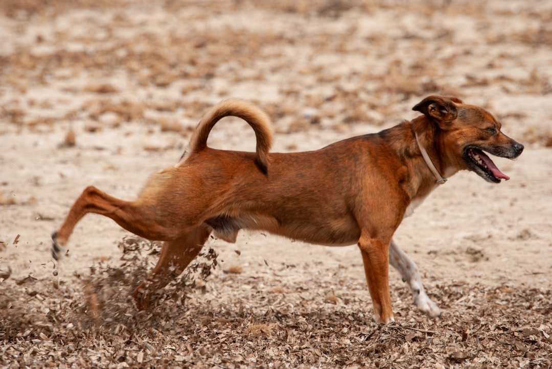 Perro trotando al aire libre en un campo