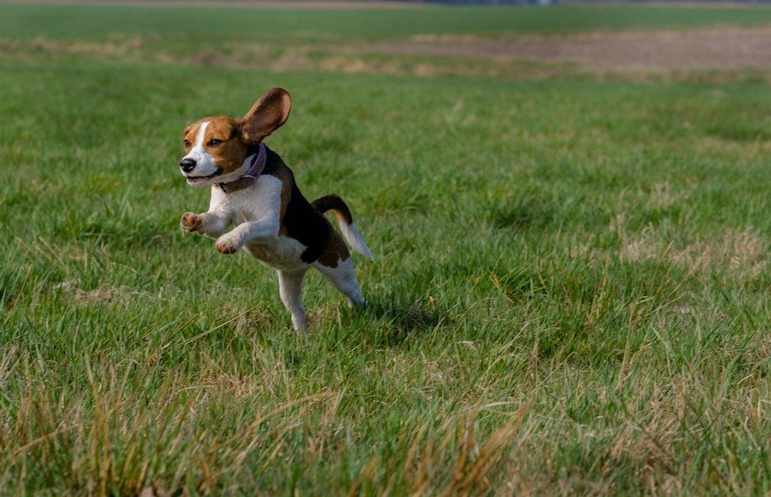 Beagle de orejas largas saltando feliz en un campo de pasto