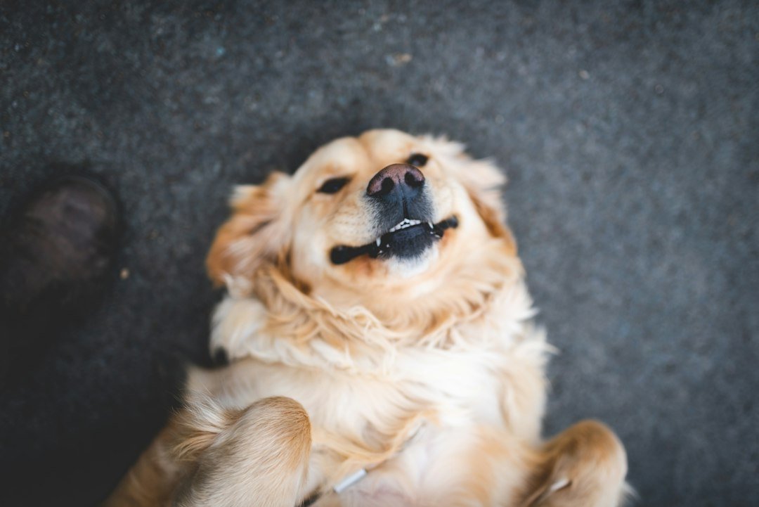Perro de pelaje limpio y brillante descansando en casa