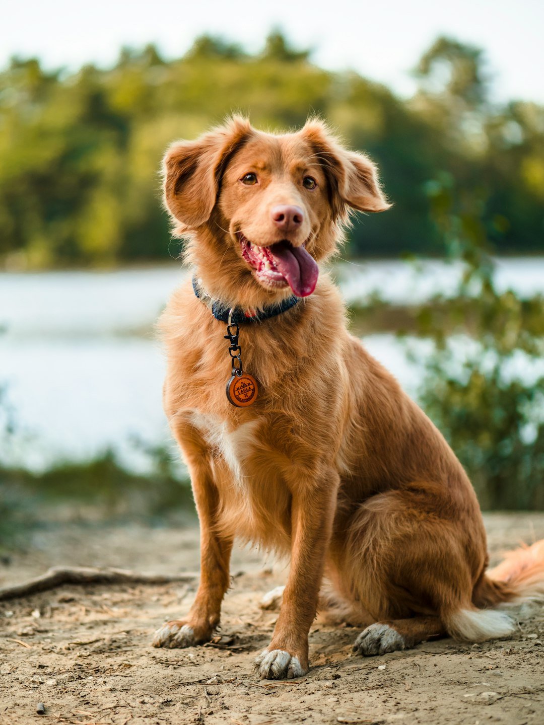 Perro golden retriever con collar explorando un camino al aire libre