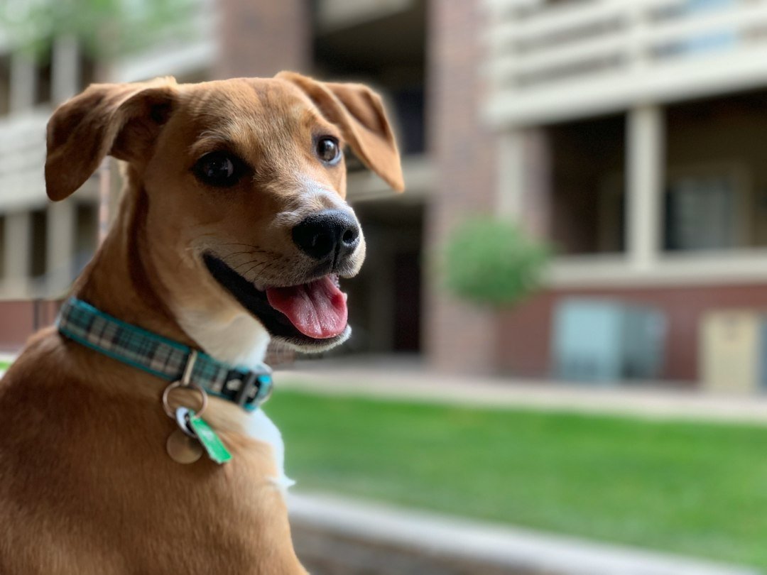 Cachorro sonriente con collar verde al aire libre