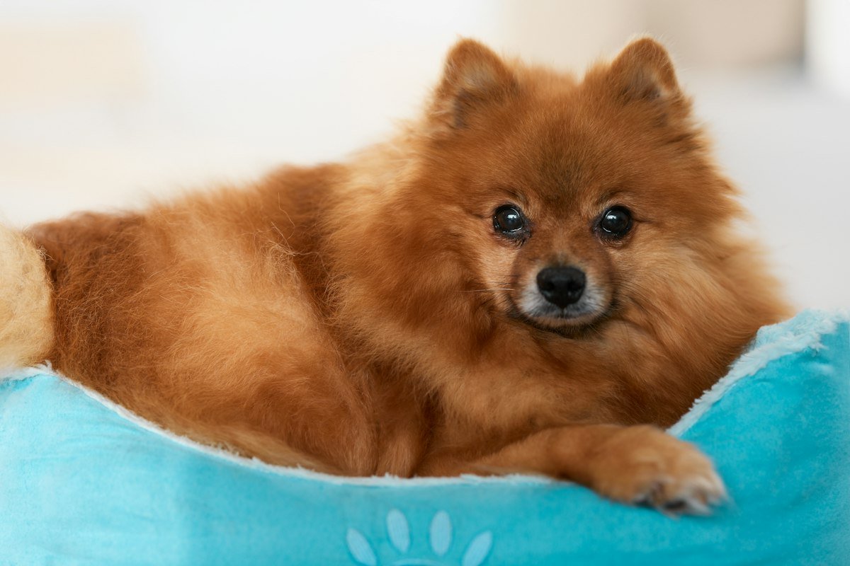 Perro pequeño acurrucado en una cama suave y mullida