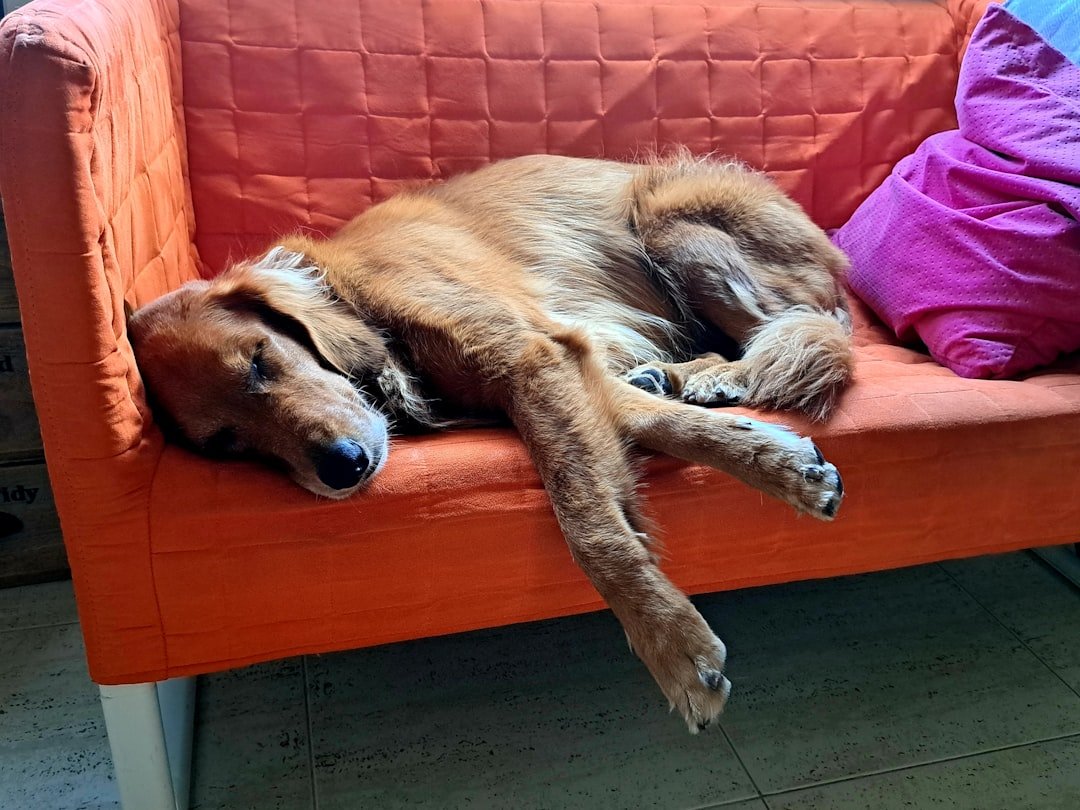 Perro durmiendo plácidamente en un sofá en casa