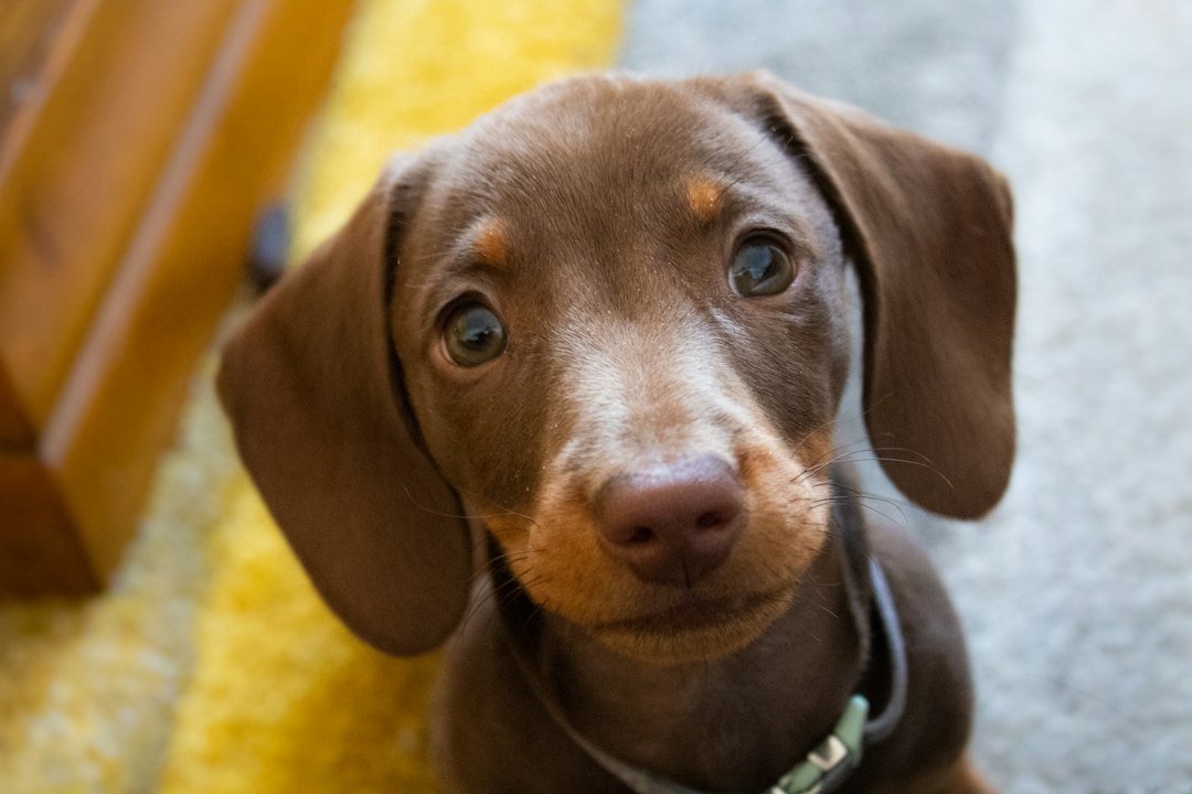 Cachorro dachshund sentado esperando atención