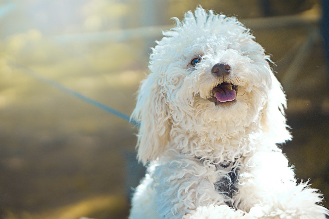 Perro pequeño de pelaje blanco esponjoso y limpio