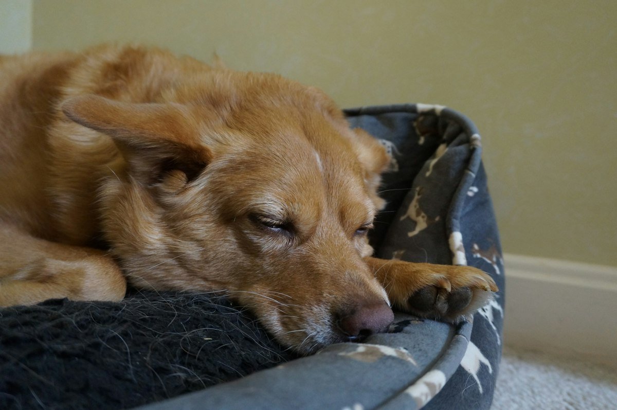 Perro relajado descansando en su cama