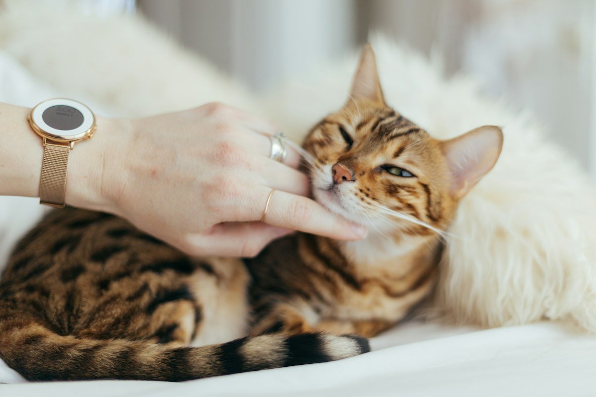 Persona revisando y acariciando a su gato en casa