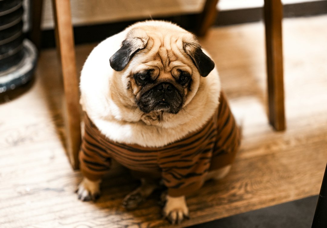 Perro pug con suéter de rayas descansando cómodamente en casa