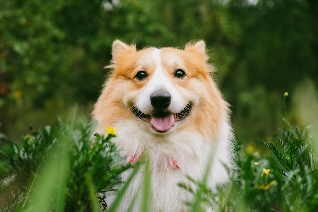 Perro feliz y sano sentado en el pasto