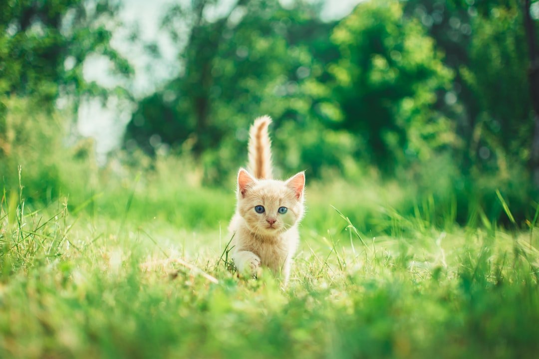Gatito entre pasto verde natural