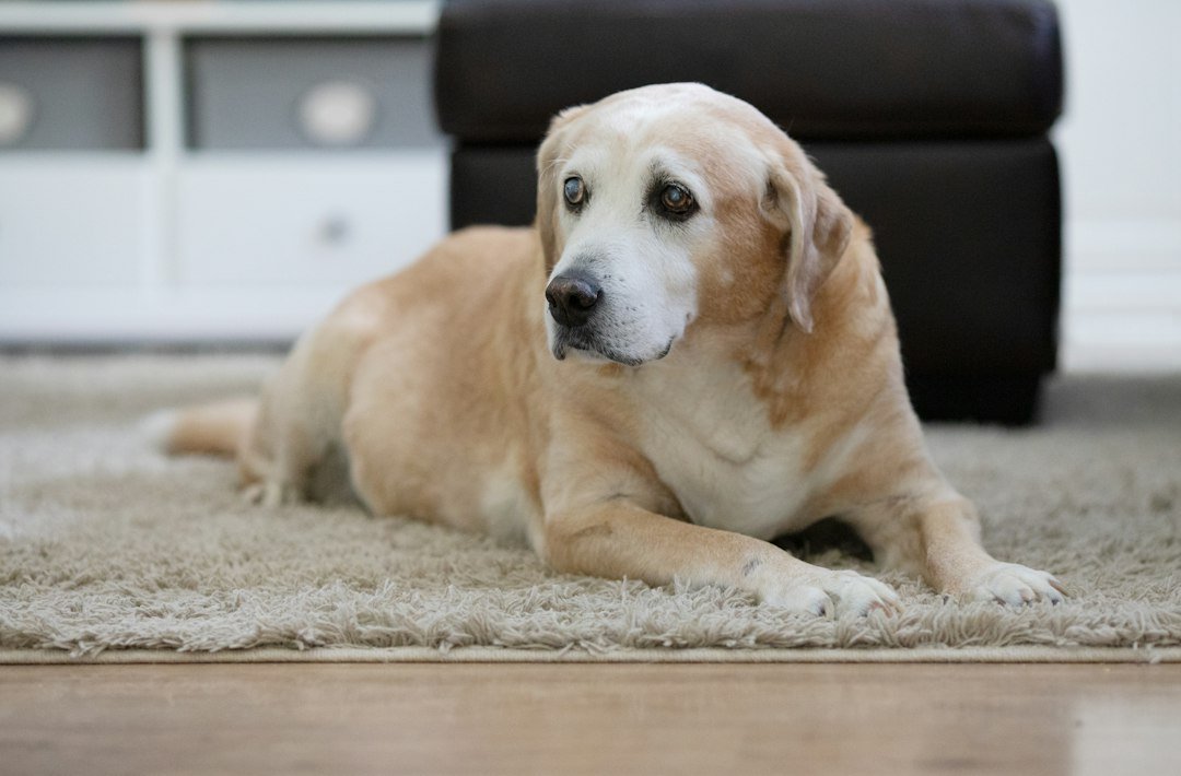 Perro labrador senior descansando tranquilo en casa