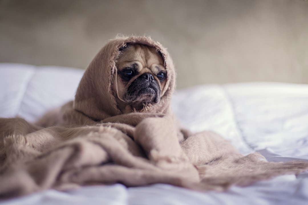 Perro acurrucado y cómodo bajo una manta