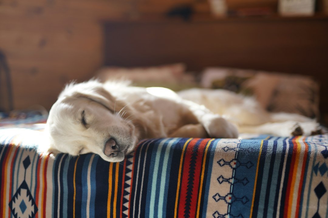 Perro descansando cómodamente en su cama