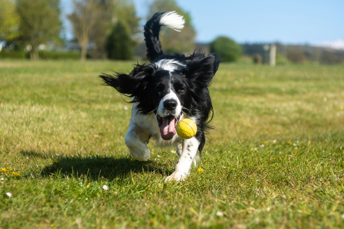 Perro border collie jugando con una pelota verde