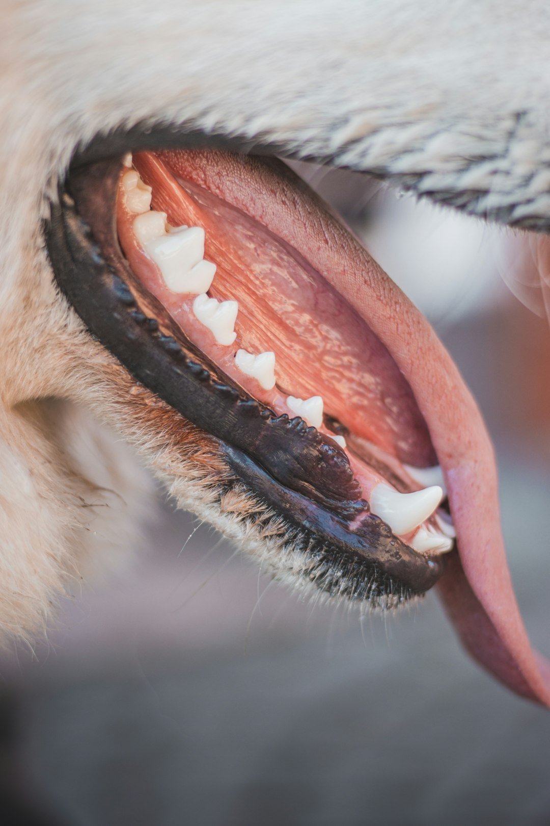Primer plano de la boca y los dientes de un perro