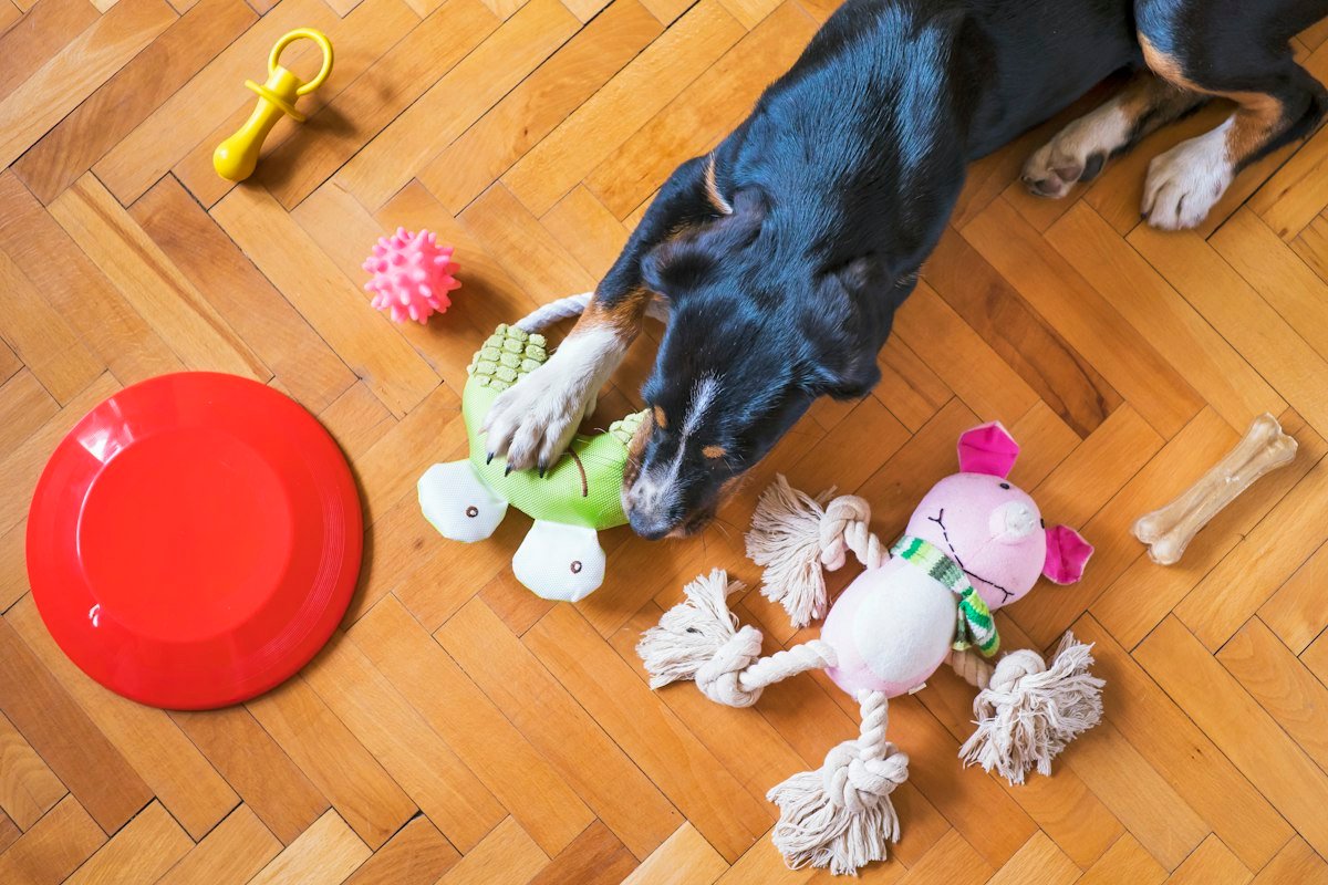 Perro descansando junto a sus juguetes en el suelo