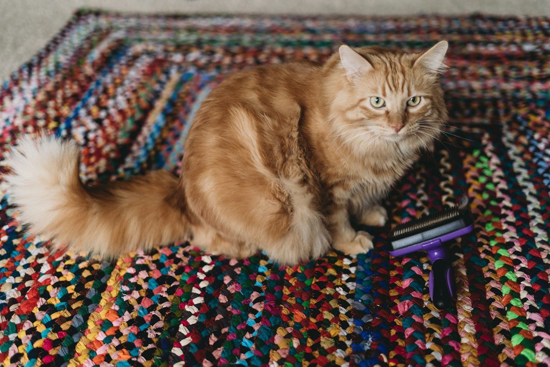 Gato esperando sobre un tapete para ser cepillado
