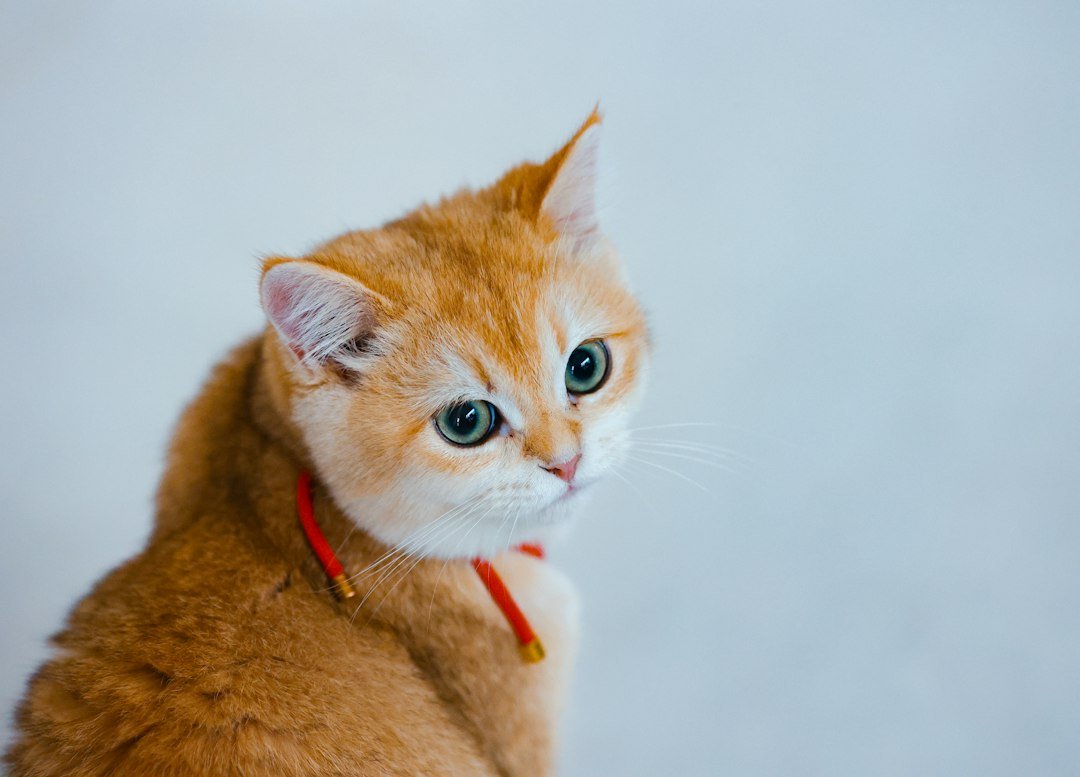 Gato con collar rojo mirando a la cámara