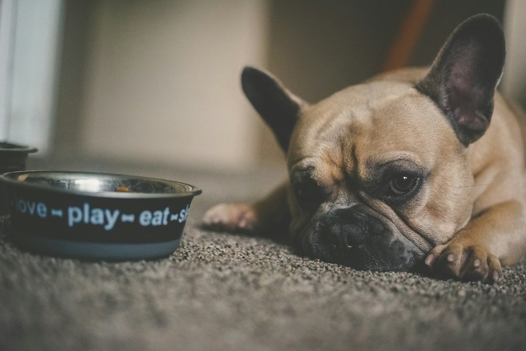 Cachorro junto a su plato de comida