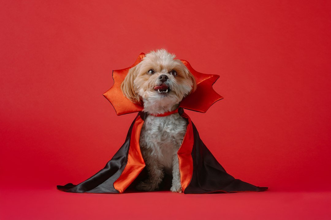 Perro pequeño vestido con un disfraz cómodo de Halloween