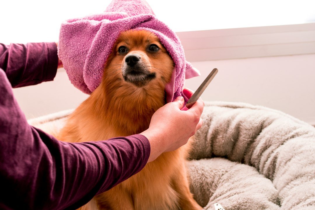 Perro pequeño envuelto en una toalla después del baño