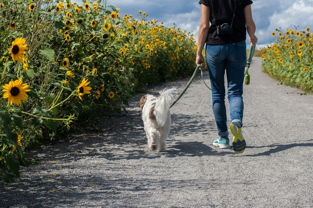 Perro paseando feliz al aire libre en un campo