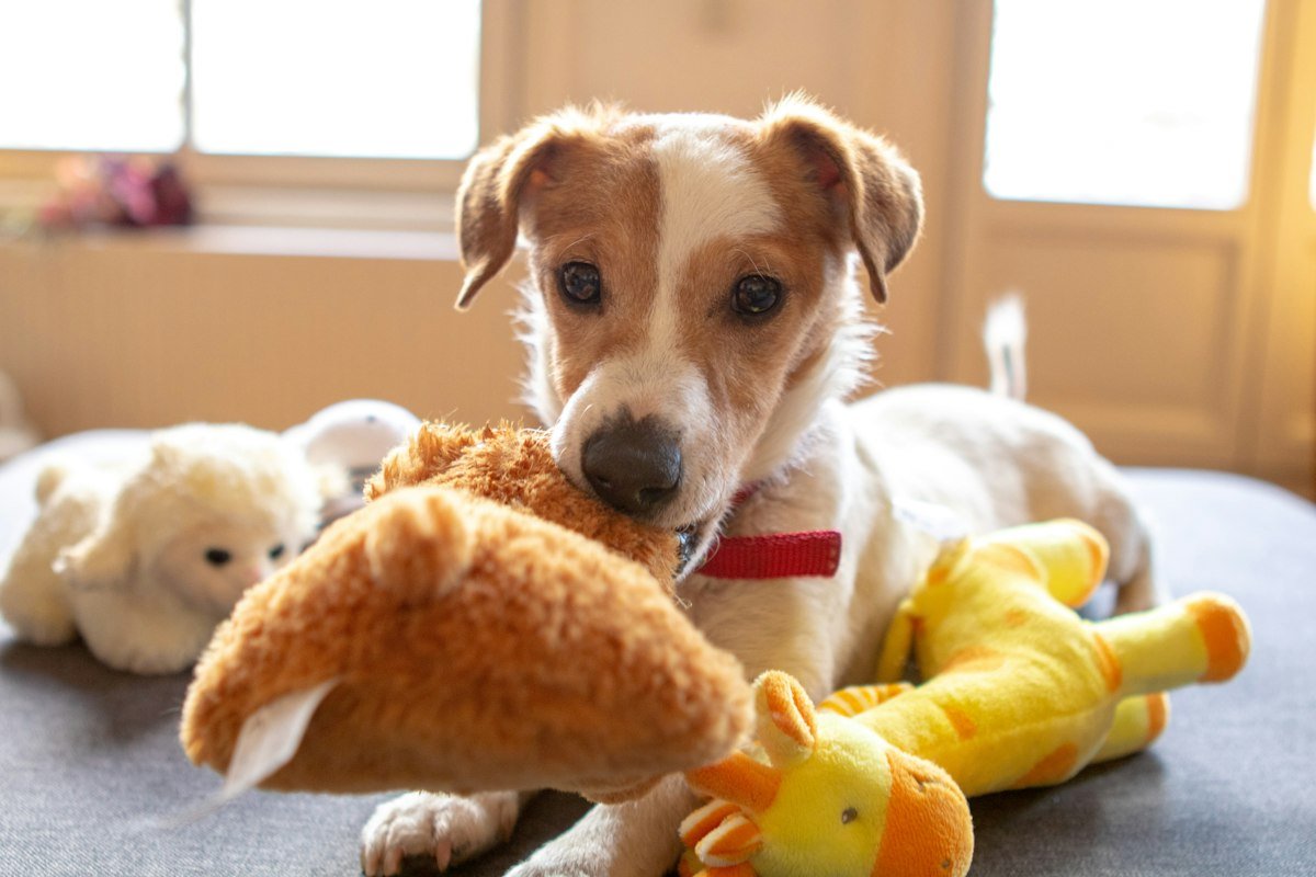 Perro jugando con sus juguetes de peluche en casa