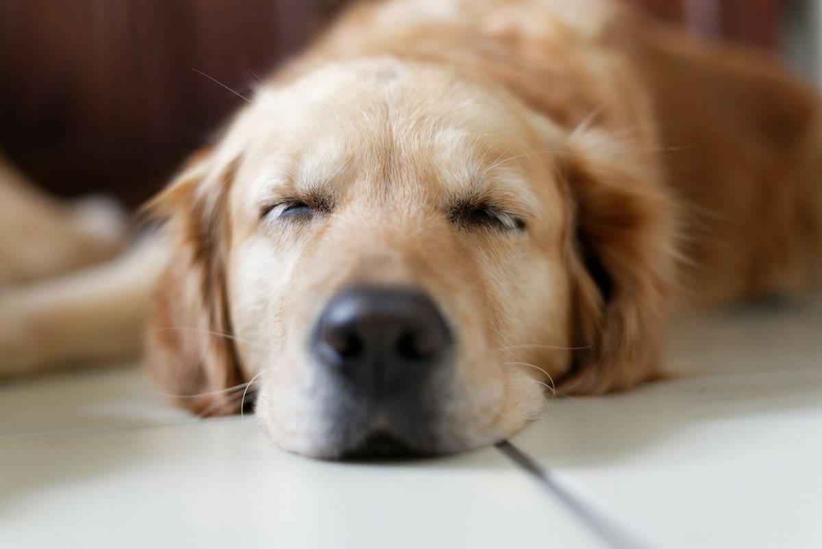 Perro labrador descansando tranquilo en el piso de casa