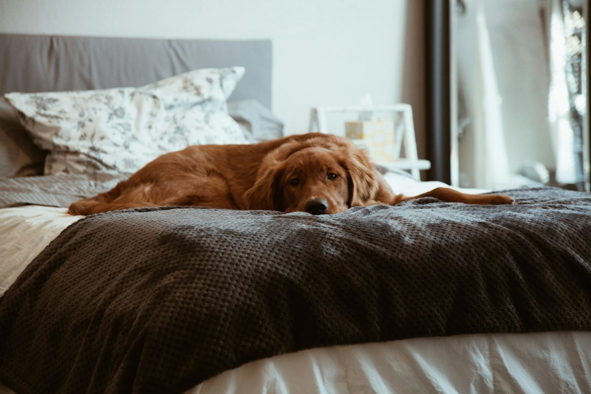 Perro descansando tranquilo en casa durante su recuperación