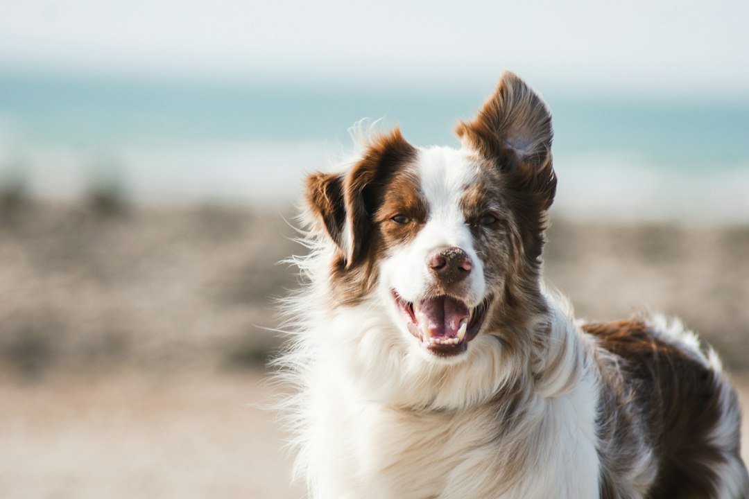 Perro grande de pelaje claro descansando tranquilo en casa