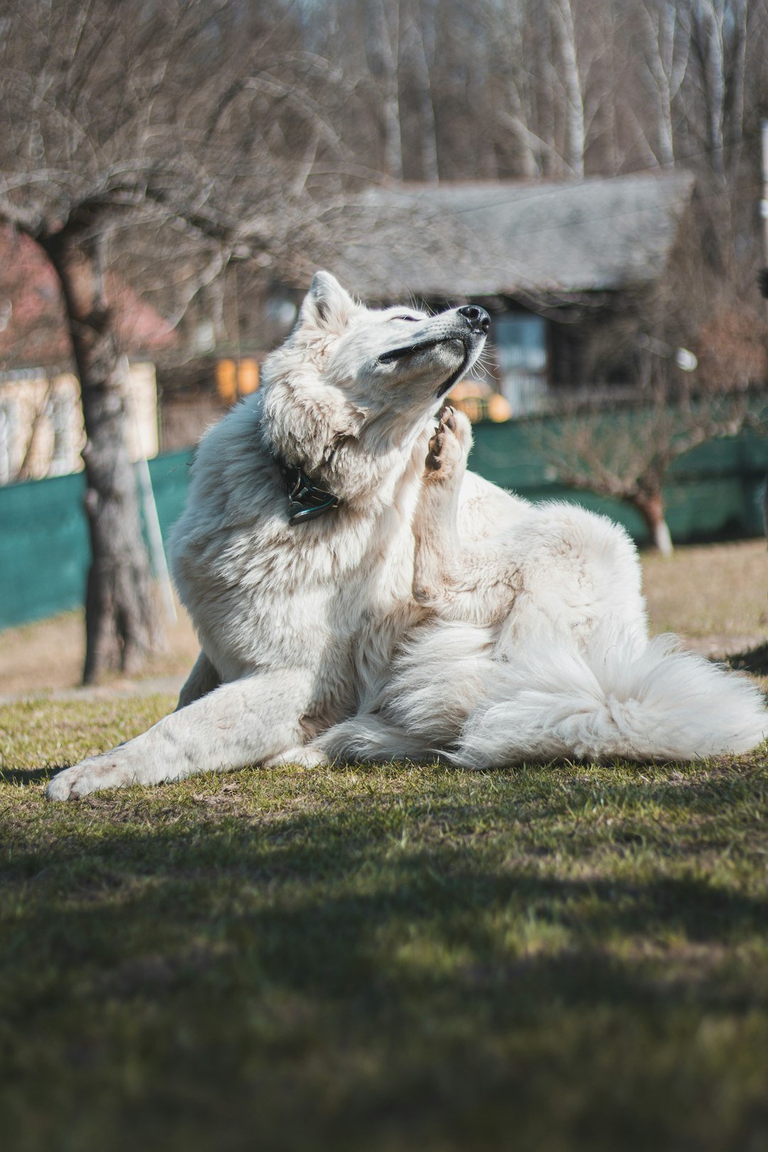 Perro de pelaje blanco y sano descansando tranquilo sobre el pasto verde