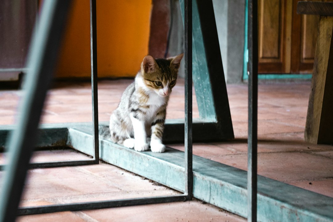 Gato descansando junto a la ventana en un hogar tranquilo