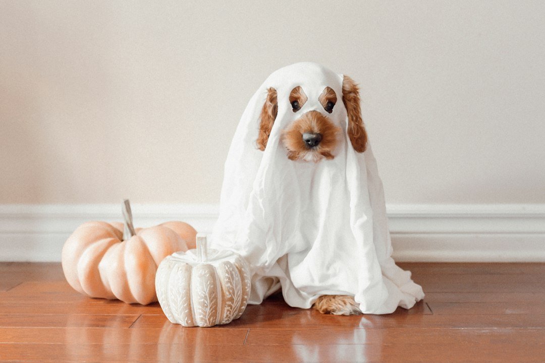 Perro disfrazado de fantasma junto a una calabaza de Halloween