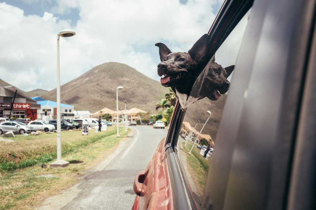 Perro feliz asomado por la ventanilla del coche durante un viaje soleado