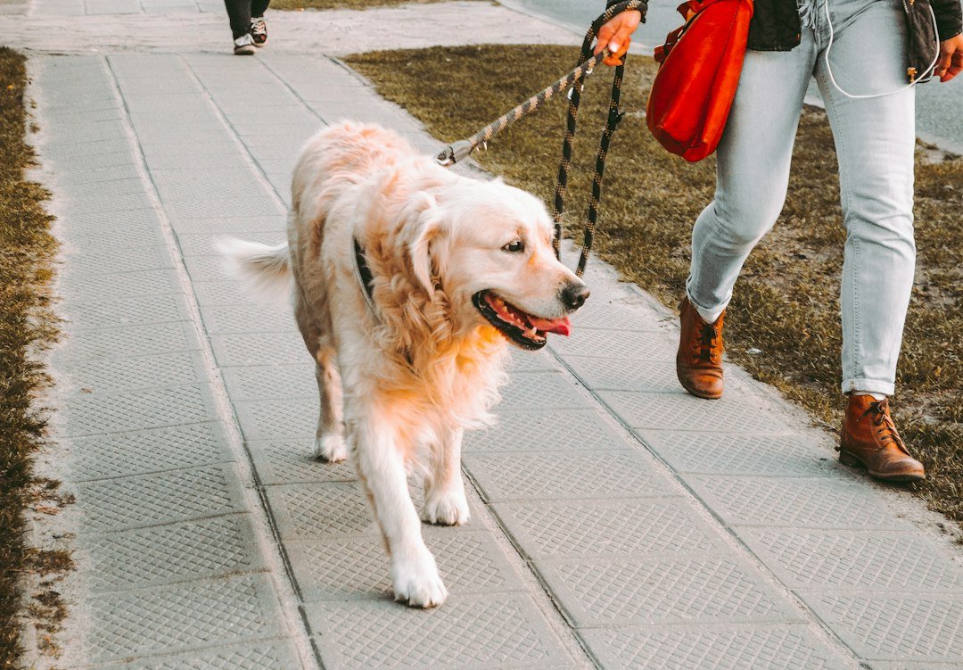 Persona paseando a su perro golden retriever con correa por la calle
