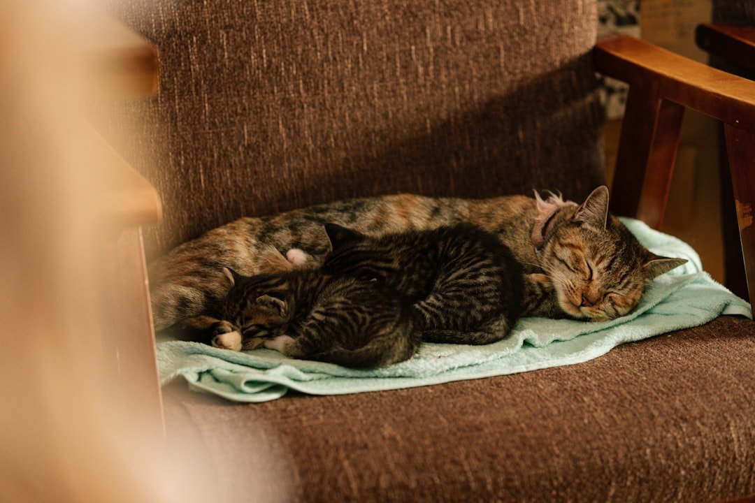 Dos gatos durmiendo plácidamente juntos en una silla