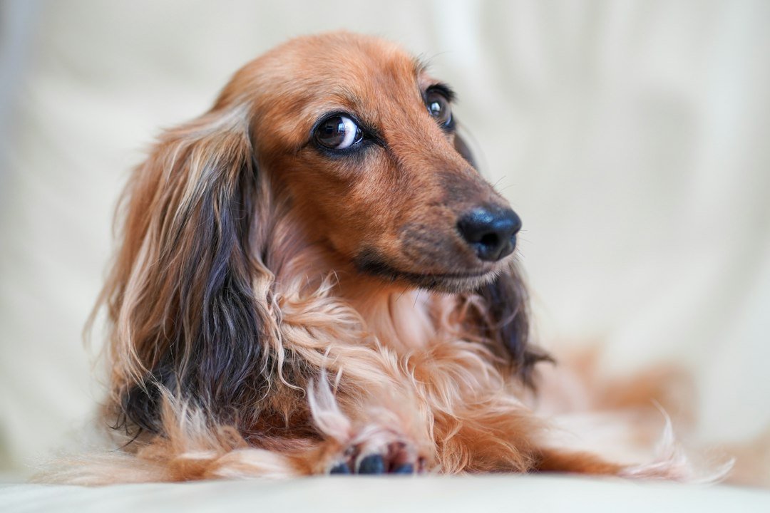 Perro salchicha dachshund de pelo largo mirando a la cámara