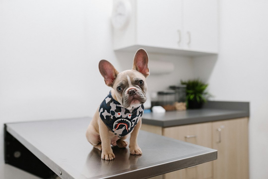 Perro sano en una revisión veterinaria de rutina