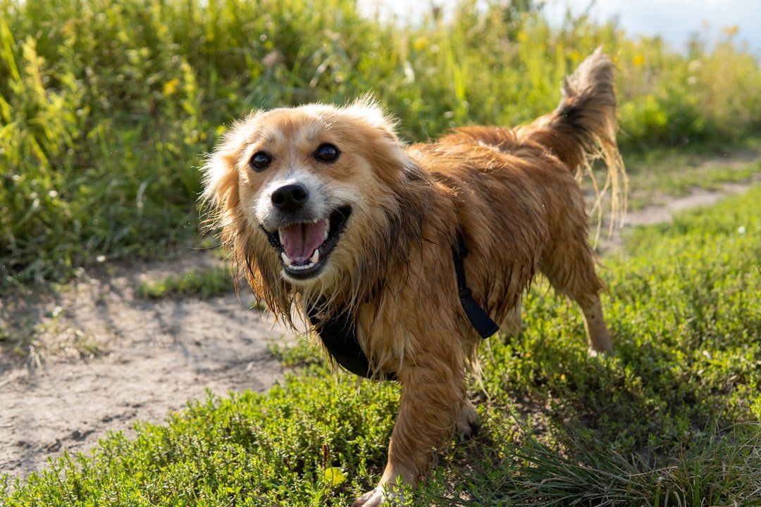 Perro caminando con energía por un campo verde