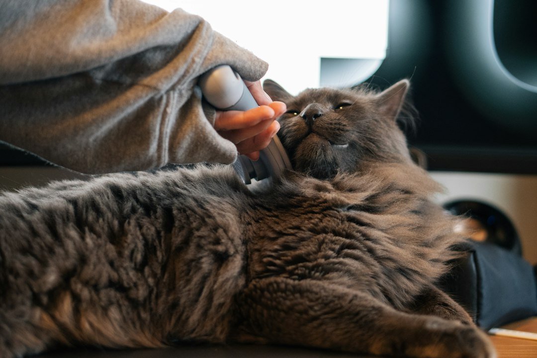 Gato gris disfrutando de un cepillado suave en casa