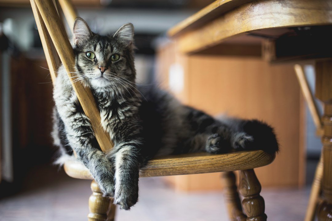 Gato atigrado sano y relajado descansando en casa