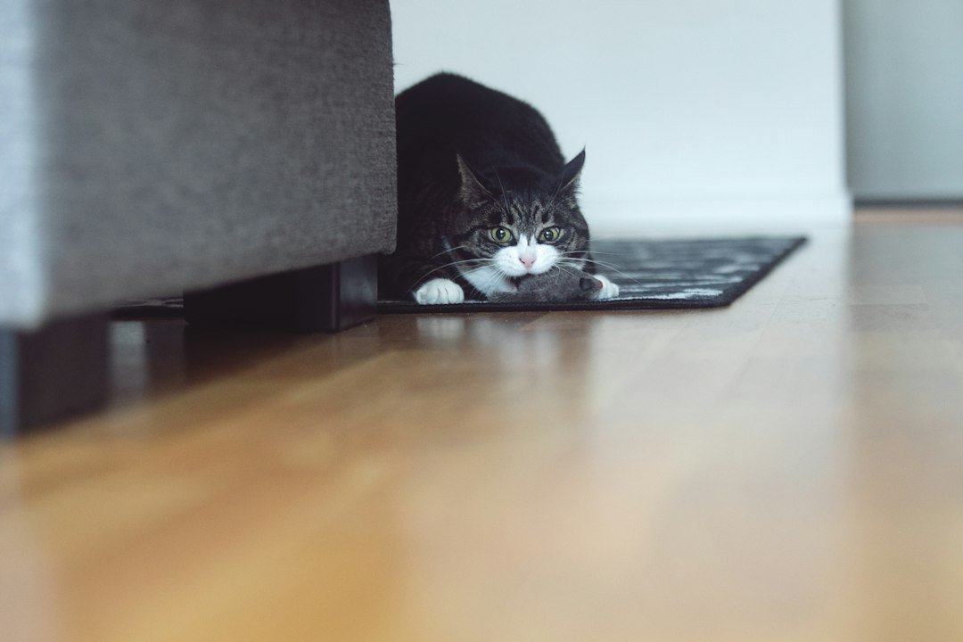 Gato blanco y negro relajado sobre el piso de una habitación