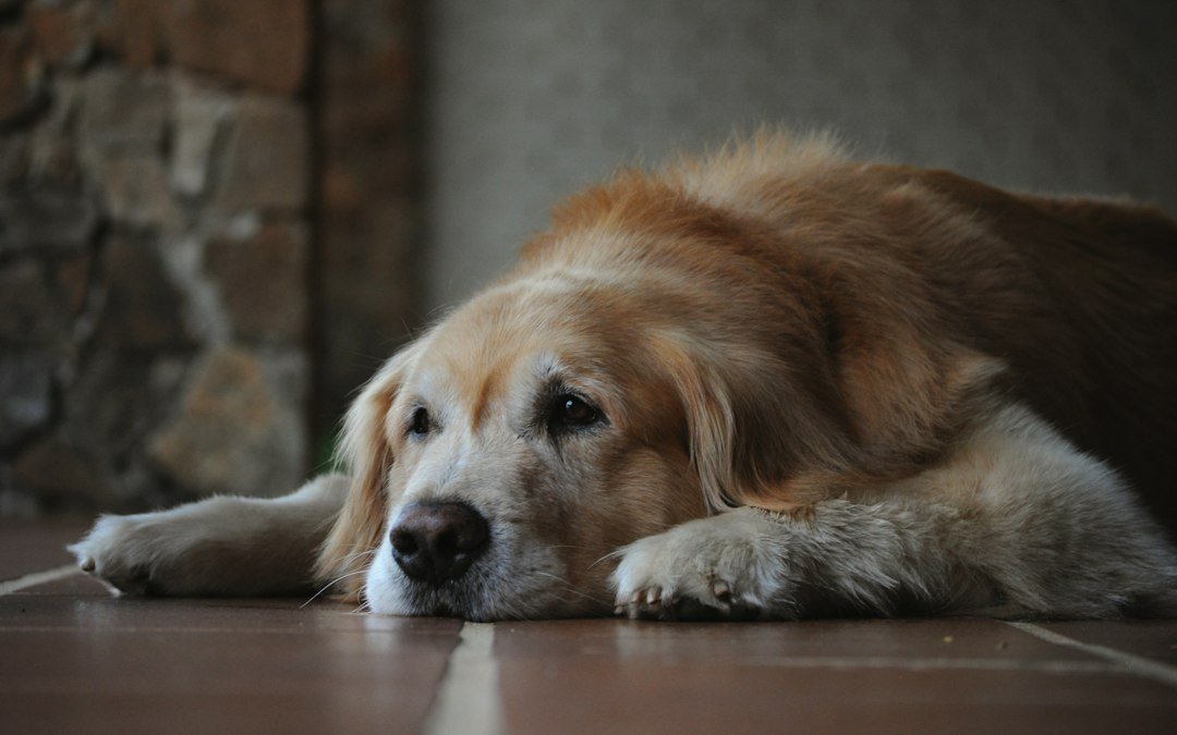 Perro mayor de pelo largo recostado y relajado en el piso