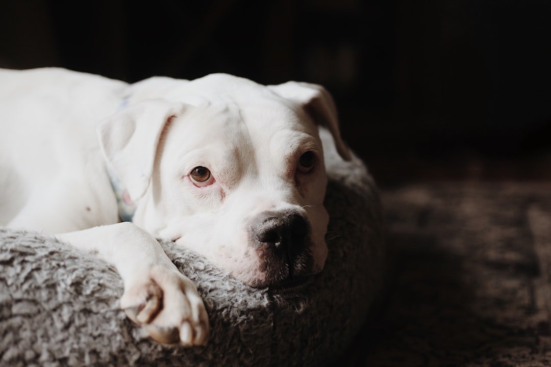 Perro descansando cómodamente sobre una cama suave