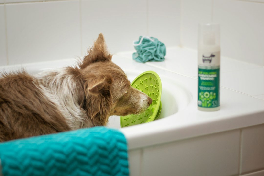 Perro tomando un baño con agua tibia en casa